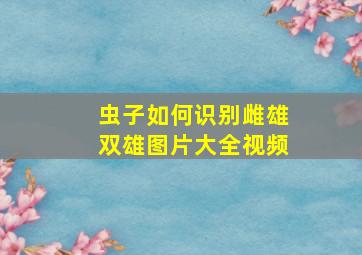 虫子如何识别雌雄双雄图片大全视频