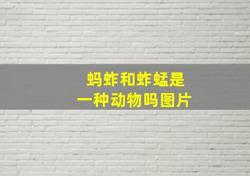 蚂蚱和蚱蜢是一种动物吗图片