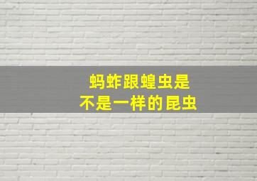 蚂蚱跟蝗虫是不是一样的昆虫