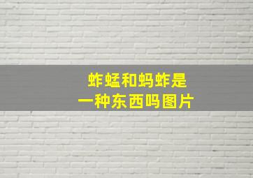 蚱蜢和蚂蚱是一种东西吗图片