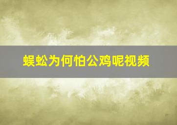 蜈蚣为何怕公鸡呢视频