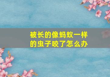 被长的像蚂蚁一样的虫子咬了怎么办