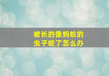 被长的像蚂蚁的虫子咬了怎么办