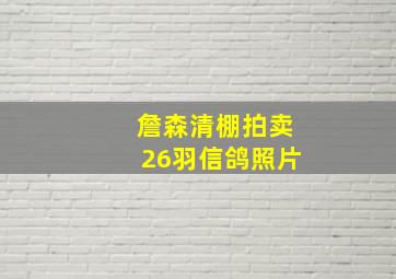 詹森清棚拍卖26羽信鸽照片