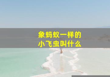 象蚂蚁一样的小飞虫叫什么