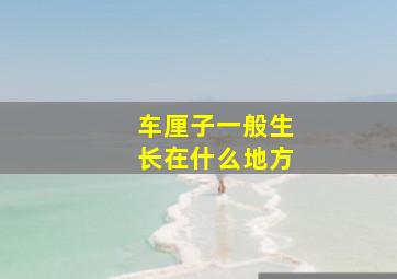 车厘子一般生长在什么地方