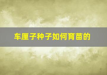 车厘子种子如何育苗的