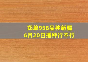 郑单958品种新疆6月20日播种行不行