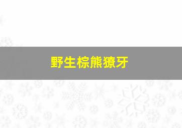 野生棕熊獠牙