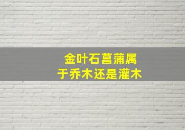 金叶石菖蒲属于乔木还是灌木