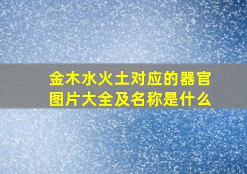 金木水火土对应的器官图片大全及名称是什么