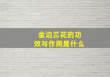 金边兰花的功效与作用是什么