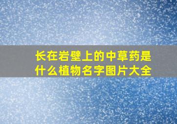 长在岩壁上的中草药是什么植物名字图片大全