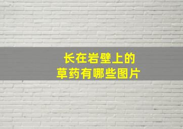 长在岩壁上的草药有哪些图片