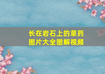 长在岩石上的草药图片大全图解视频