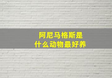 阿尼马格斯是什么动物最好养