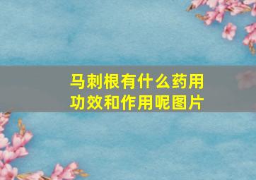 马刺根有什么药用功效和作用呢图片