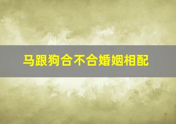 马跟狗合不合婚姻相配