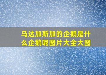 马达加斯加的企鹅是什么企鹅呢图片大全大图