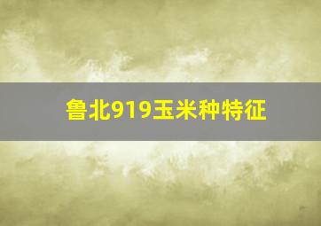 鲁北919玉米种特征