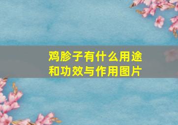 鸡胗子有什么用途和功效与作用图片