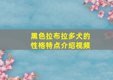 黑色拉布拉多犬的性格特点介绍视频