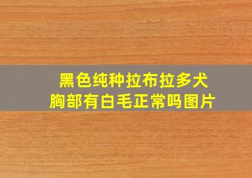 黑色纯种拉布拉多犬胸部有白毛正常吗图片