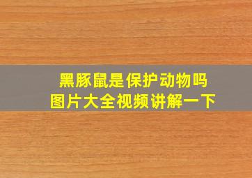 黑豚鼠是保护动物吗图片大全视频讲解一下