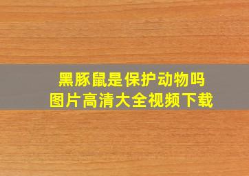 黑豚鼠是保护动物吗图片高清大全视频下载