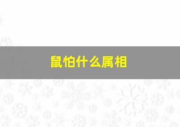 鼠怕什么属相