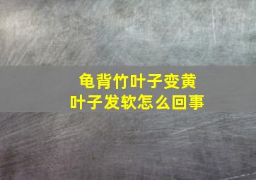 龟背竹叶子变黄叶子发软怎么回事