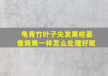 龟背竹叶子尖发黑枯萎像烧焦一样怎么处理好呢