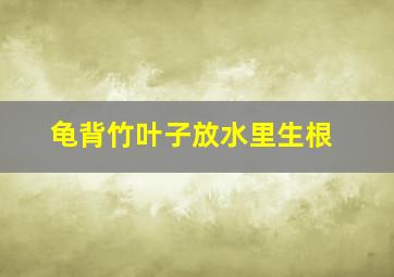 龟背竹叶子放水里生根