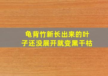 龟背竹新长出来的叶子还没展开就变黑干枯