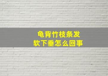 龟背竹枝条发软下垂怎么回事